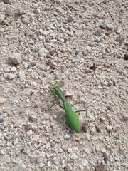 Sphodromantis viridis