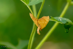 Eulithis diversilineata