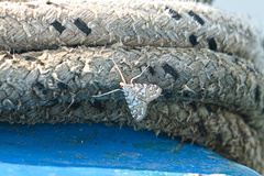 Elophila nymphaeata