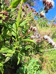 Aristeguietia salvia