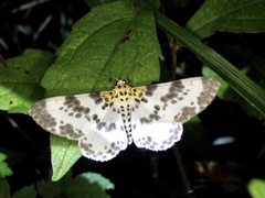 Metabraxas clerica
