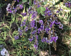 Lonchocarpus