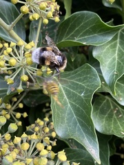 Bombus terrestris