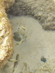 Acanthurus bahianus