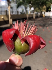 Bombax ceiba