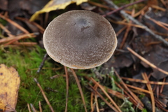 Cortinarius hemitrichus