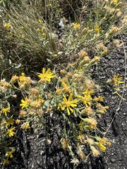 Heterotheca villosa