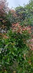 Syzygium myrtifolium