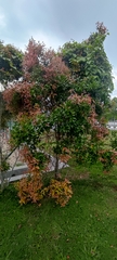 Syzygium myrtifolium