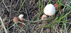 Psathyrella