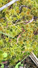 Sphagnum squarrosum