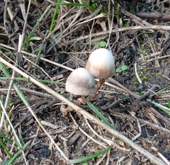 Psathyrella