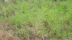 Pogonatherum paniceum