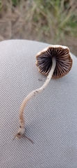 Psathyrella