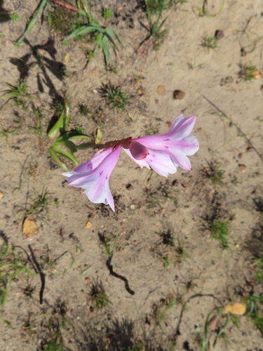 Image of Watsonia laccata by (c) linkie, some rights reserved (CC BY)