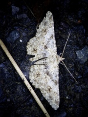 Racotis boarmiaria japonica