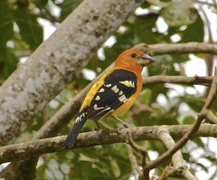 Pheucticus chrysopeplus