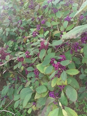 Callicarpa giraldii