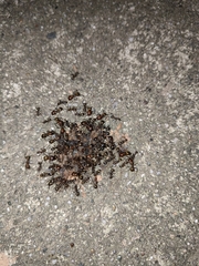 Camponotus nicobarensis