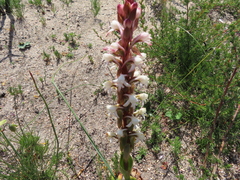 Satyrium candidum