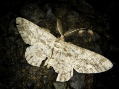 Hypomecis punctinalis conferenda