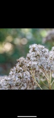 Eupatorium perfoliatum