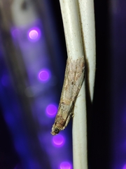 Acrobasis bithynella