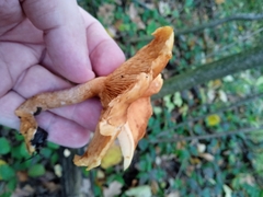 Cantharellus cibarius