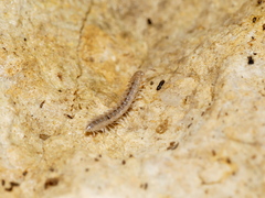 Polydesmidae