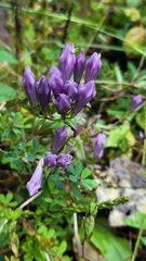 Gentianella quinquefolia
