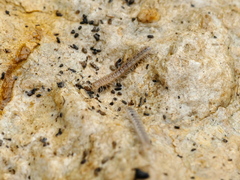 Polydesmidae