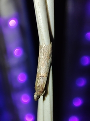 Acrobasis bithynella