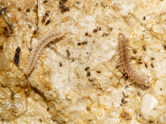 Polydesmidae