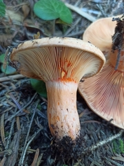 Lactarius salmonicolor