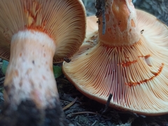 Lactarius salmonicolor