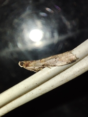 Acrobasis bithynella