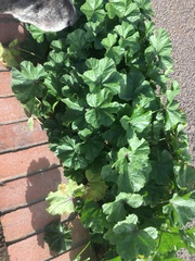 Malva