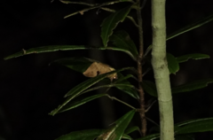 Thyas coronata