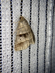 Ozarba punctigera