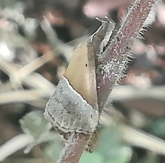 Hypena lividalis