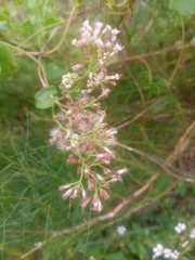 Mikania scandens