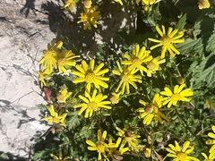 Senecio inaequidens