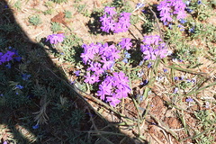 Glandularia tenera