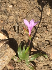 Watsonia borbonica