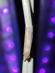 Acrobasis bithynella