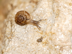 Xerotricha conspurcata