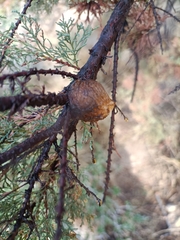 Sphodromantis viridis