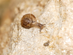 Xerotricha conspurcata