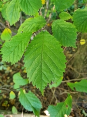Ulmus glabra