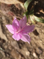 Watsonia borbonica